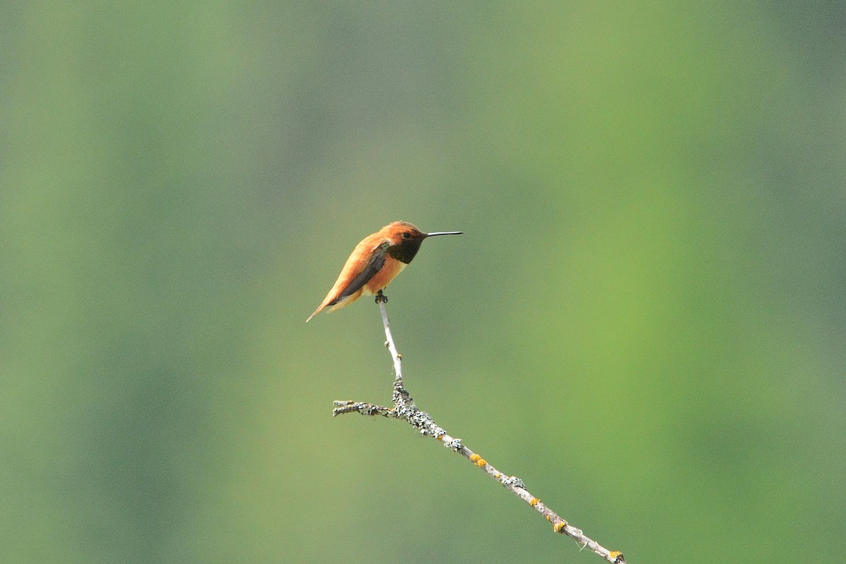 Rufous Hummingbird - ML334189731