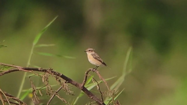 Amur Stonechat - ML334190231