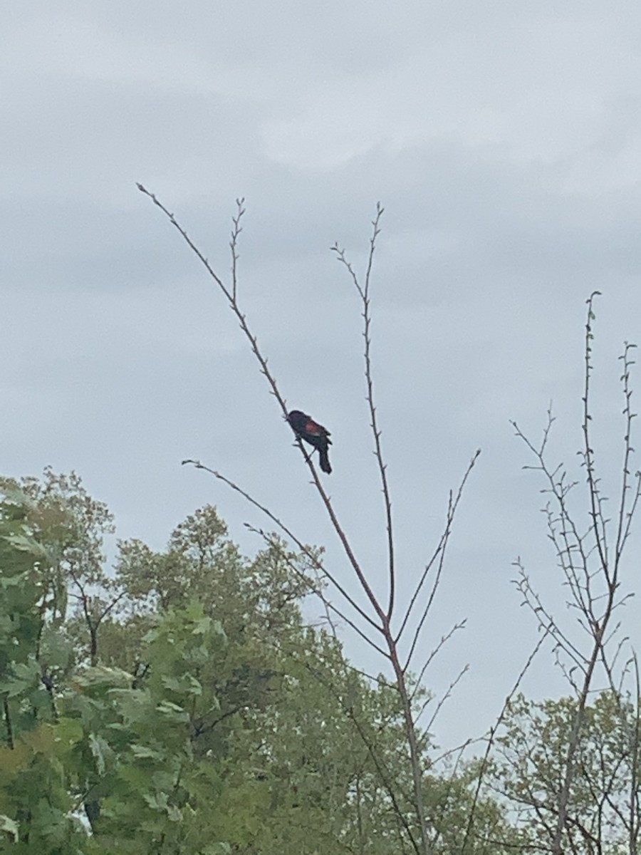 Red-winged Blackbird - ML334191981