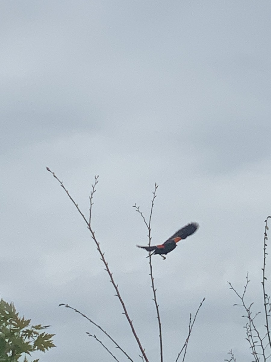 Red-winged Blackbird - ML334192001