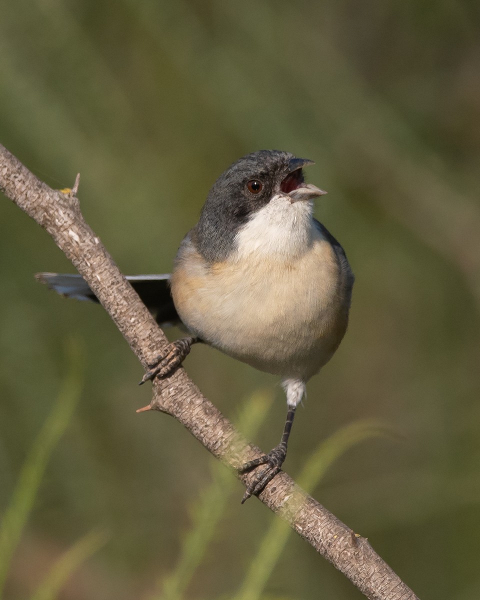 Black-capped Warbling Finch - Pablo Re