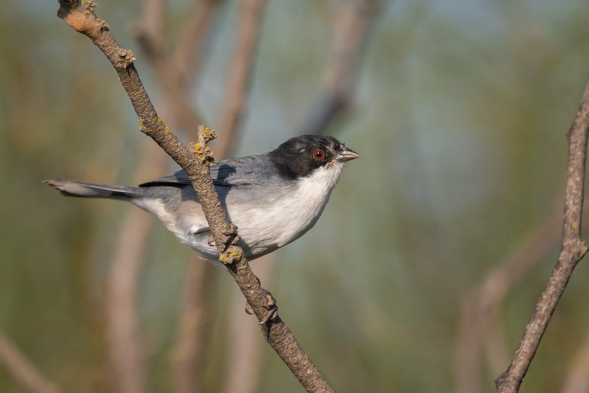 Black-capped Warbling Finch - Pablo Re