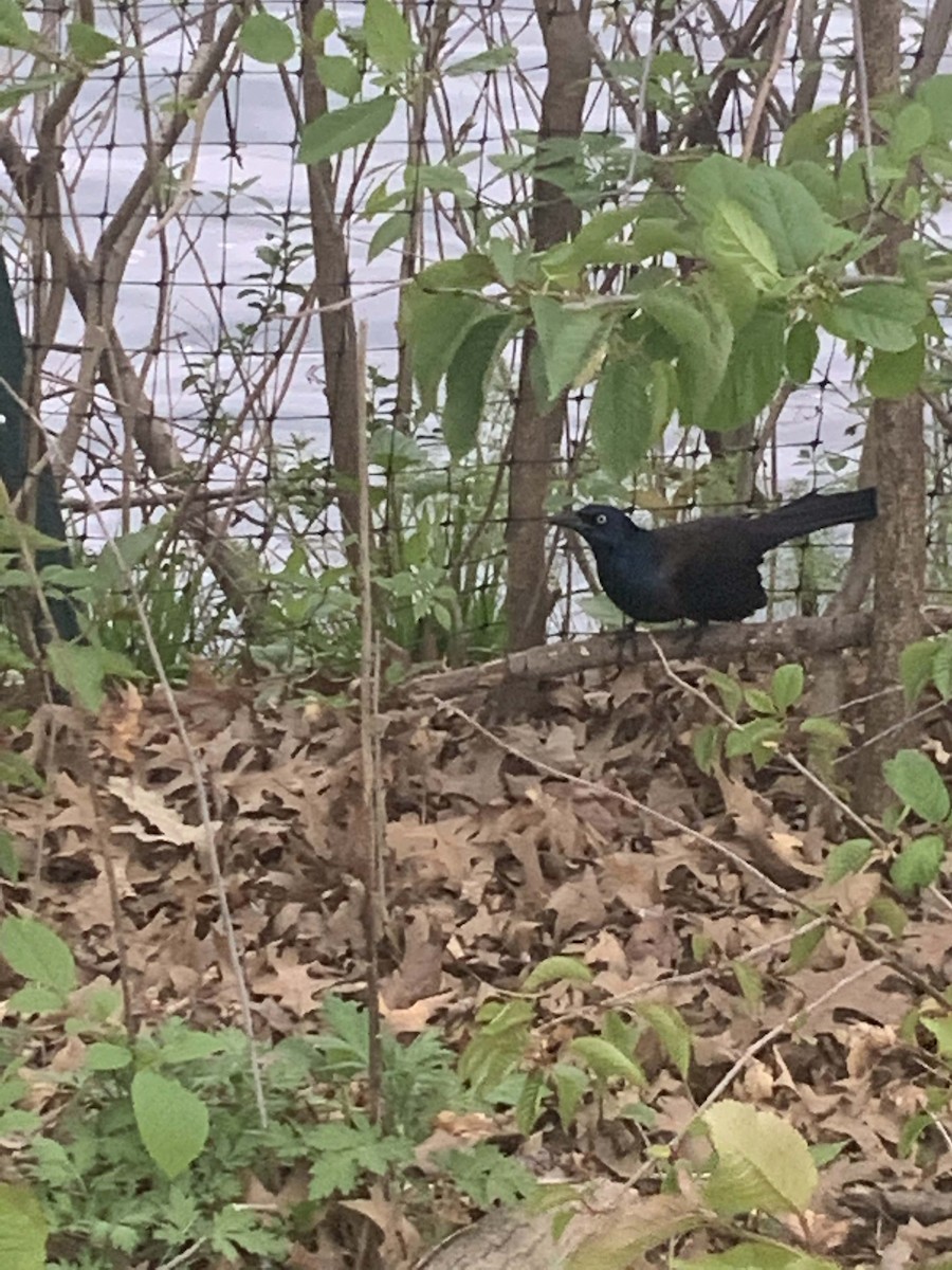 Common Grackle - ML334193501