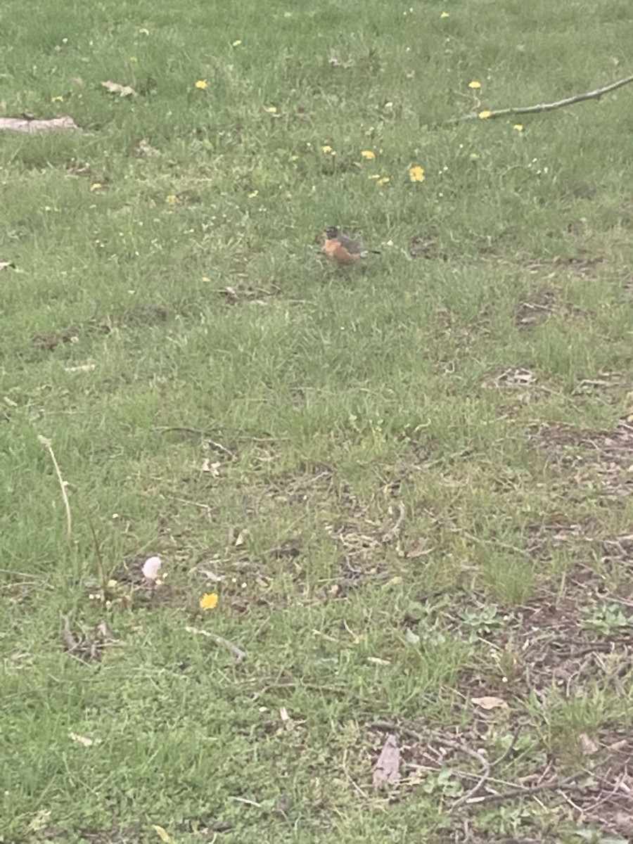 American Robin - ML334195771