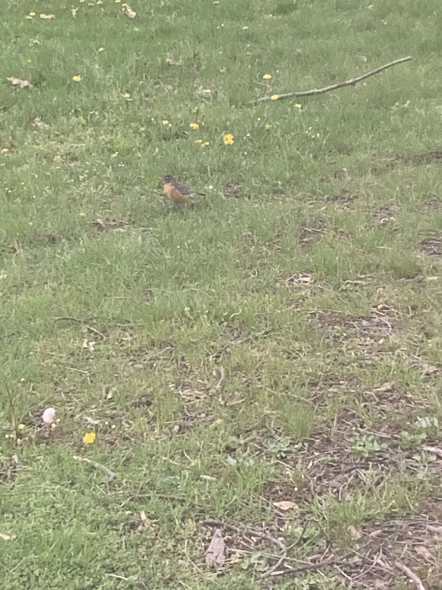 American Robin - ML334195811