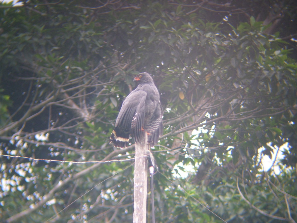 Slate-colored Hawk - Edwin Munera