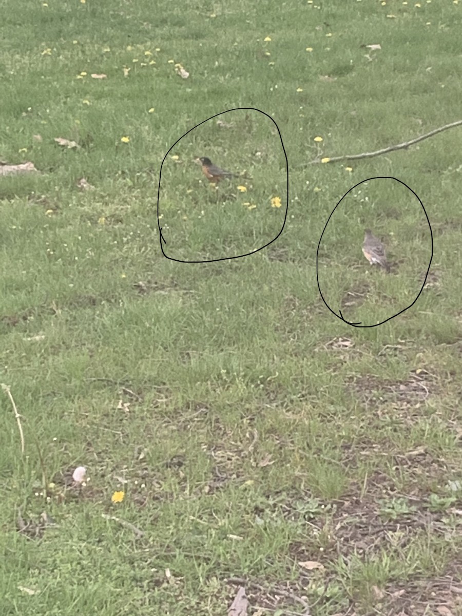 American Robin - ML334195861