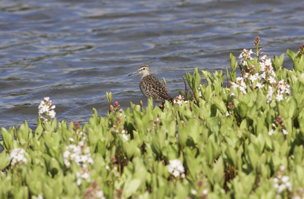 Wood Sandpiper - Erik Groth-Andersen