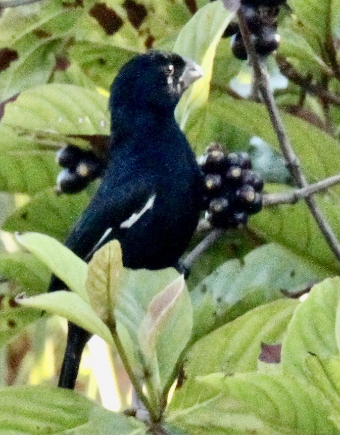 Cuban Bullfinch - ML334196741