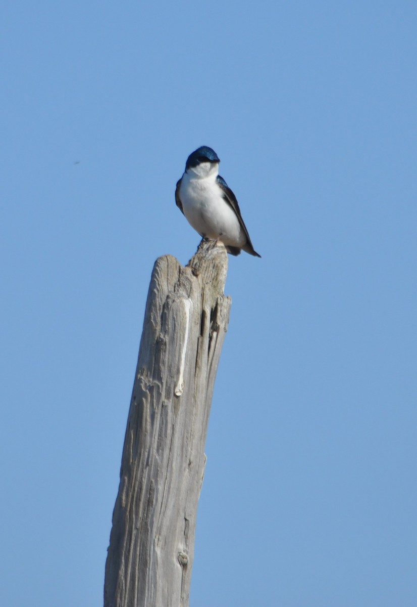 Tree Swallow - ML334197201