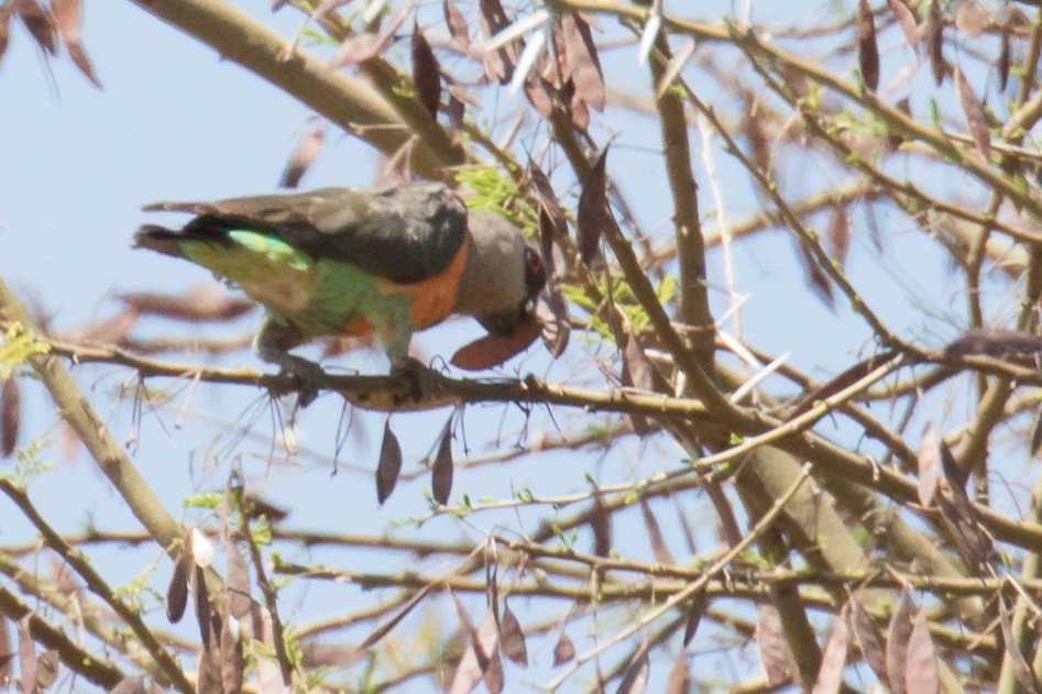 Red-bellied Parrot - ML334198901