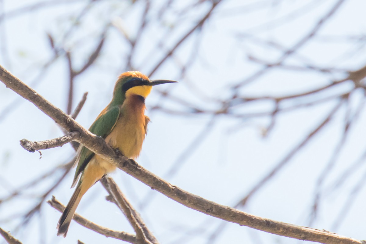Little Bee-eater - ML334199081