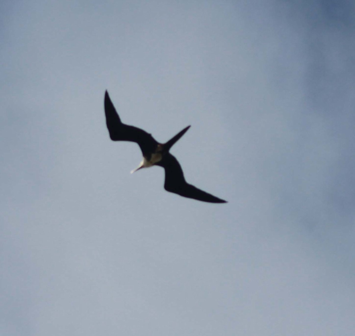 Magnificent Frigatebird - ML334199151