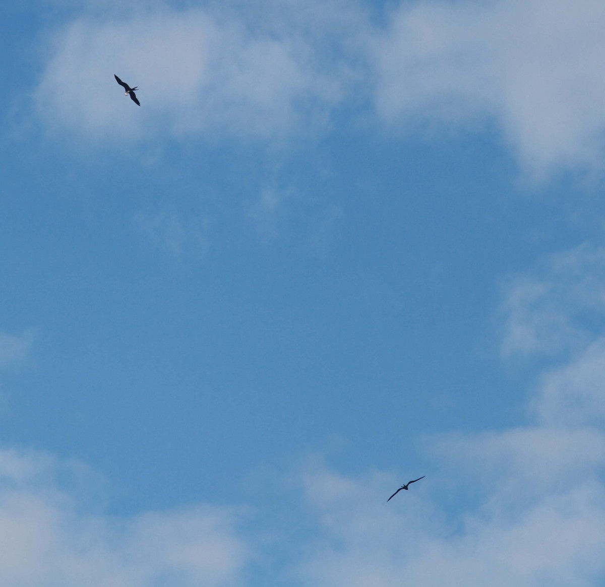 Magnificent Frigatebird - ML334199201