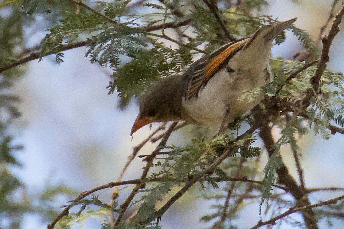 Red-headed Weaver - ML334199261