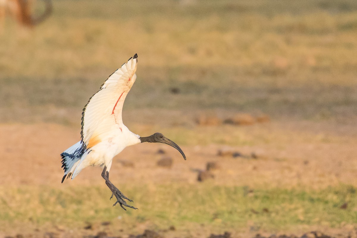 African Sacred Ibis - ML334203531