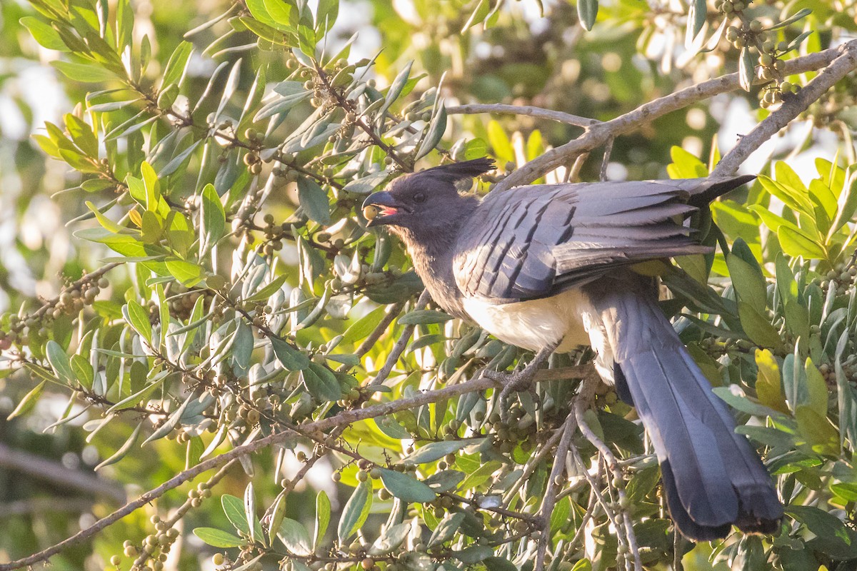 White-bellied Go-away-bird - ML334204421