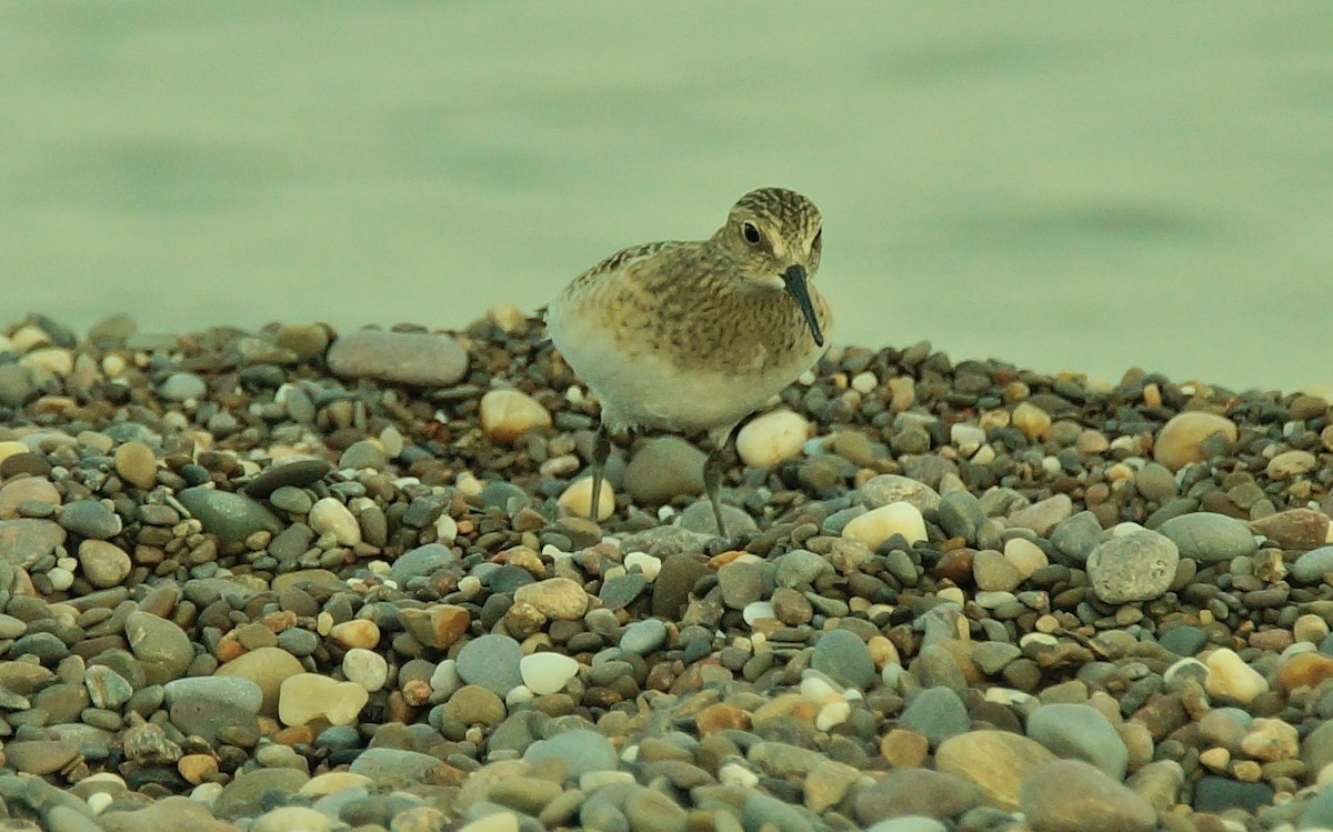 gulbrystsnipe - ML33420561