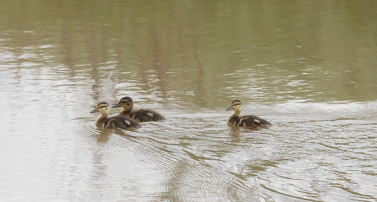 Mallard - ML334205881
