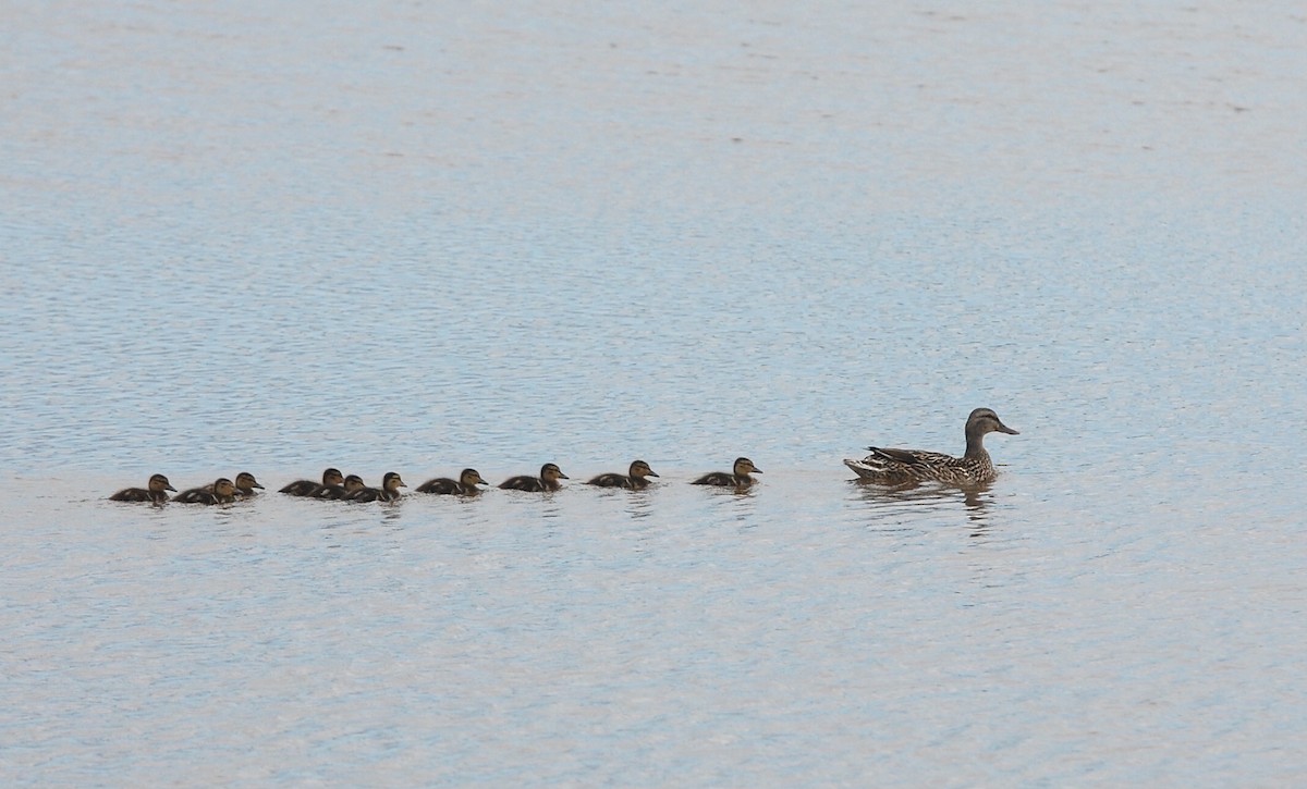 Mallard - ML334205911