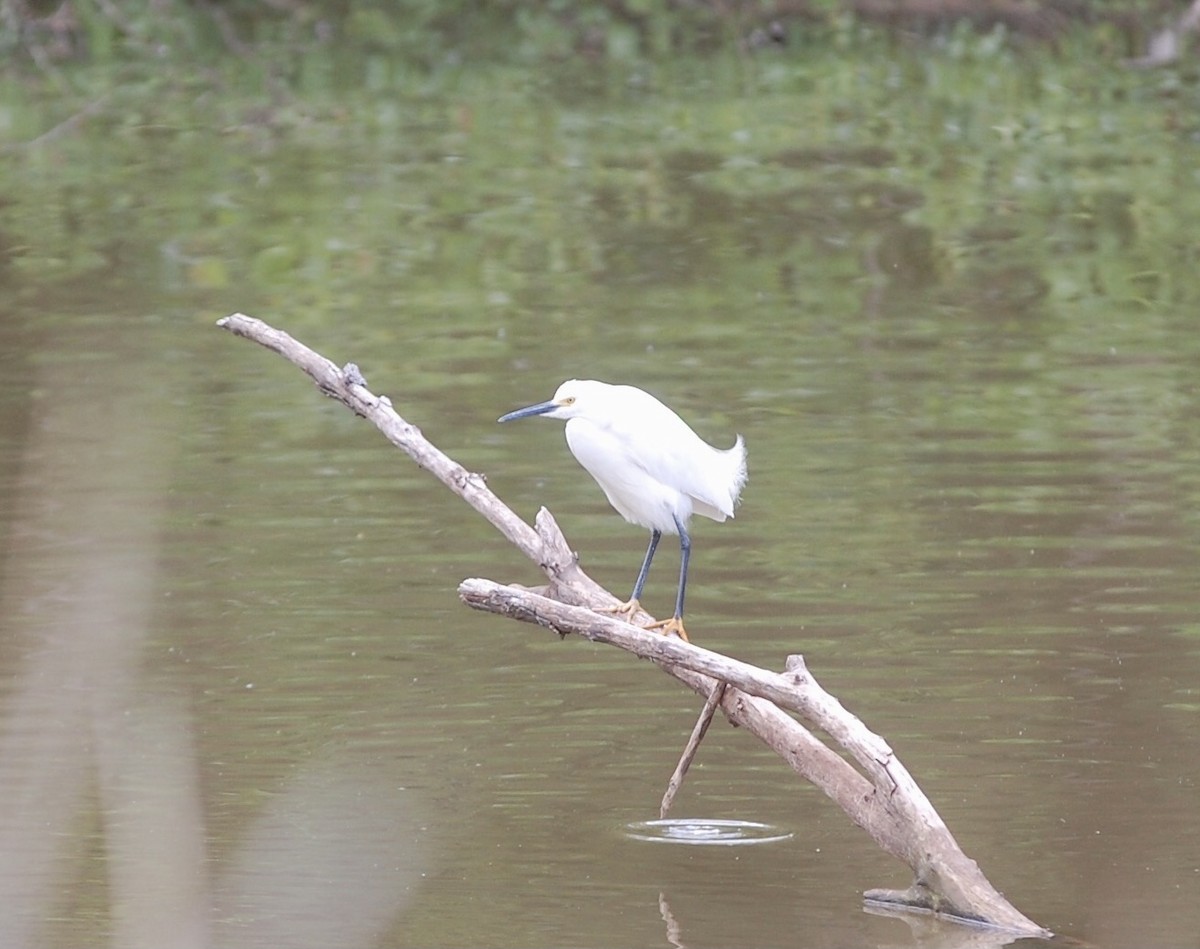 Snowy Egret - ML334206011