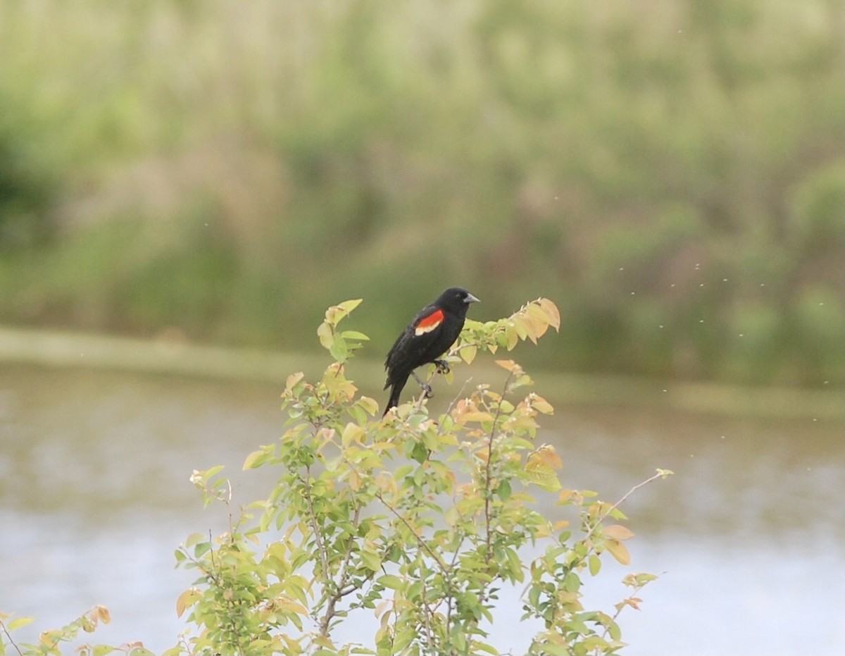 Red-winged Blackbird - ML334206211