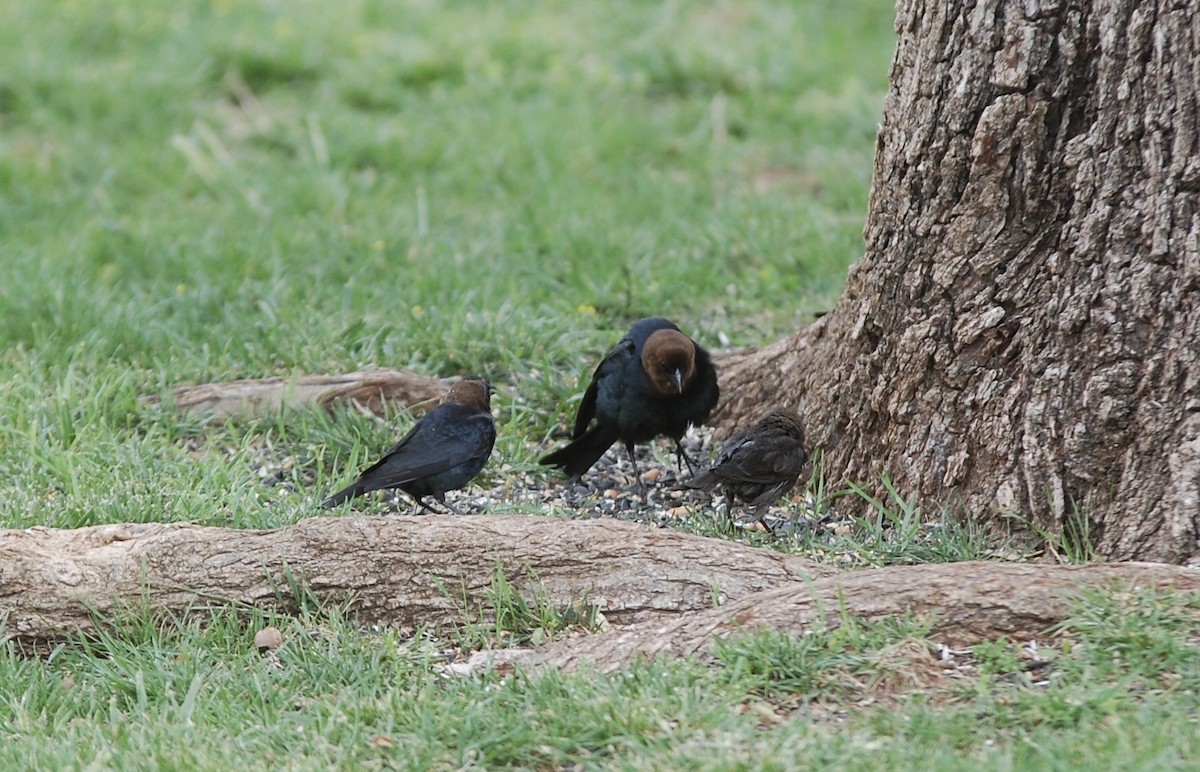 Brown-headed Cowbird - ML334206311