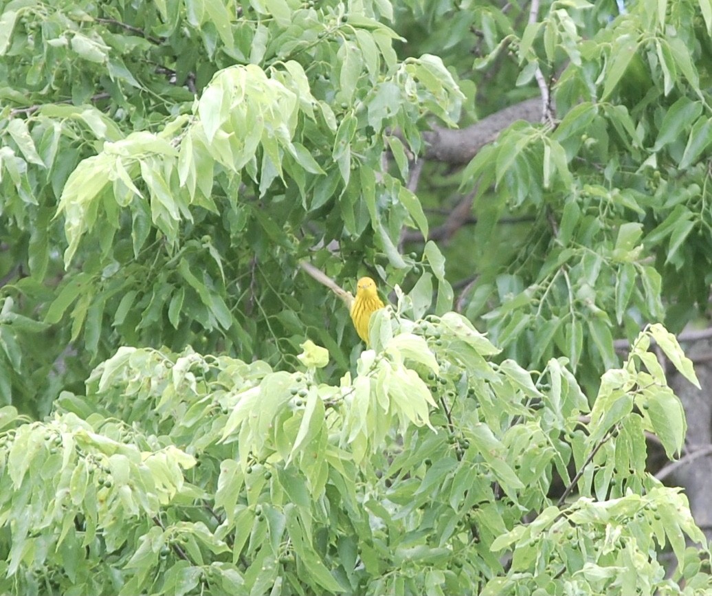 Yellow Warbler (Northern) - ML334206341