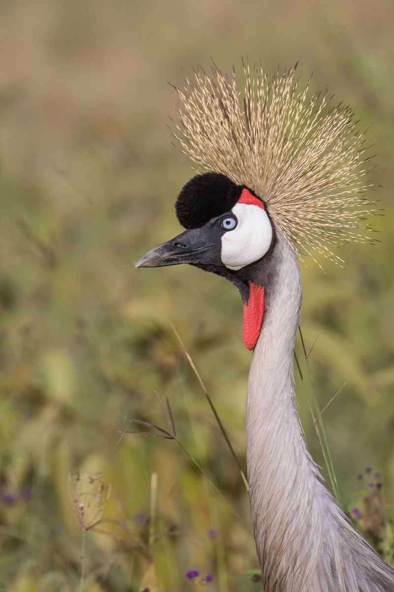 Gray Crowned-Crane - ML334206941