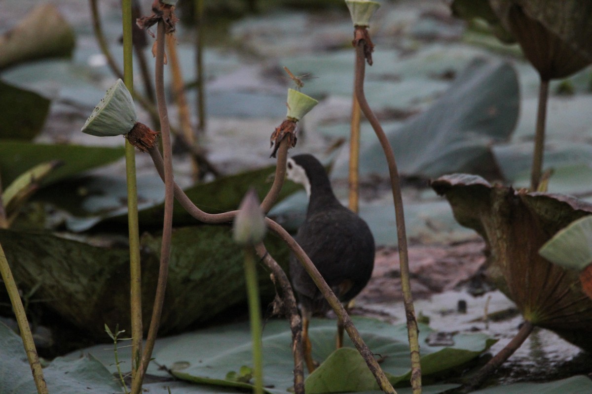 White-breasted Waterhen - ML33420711