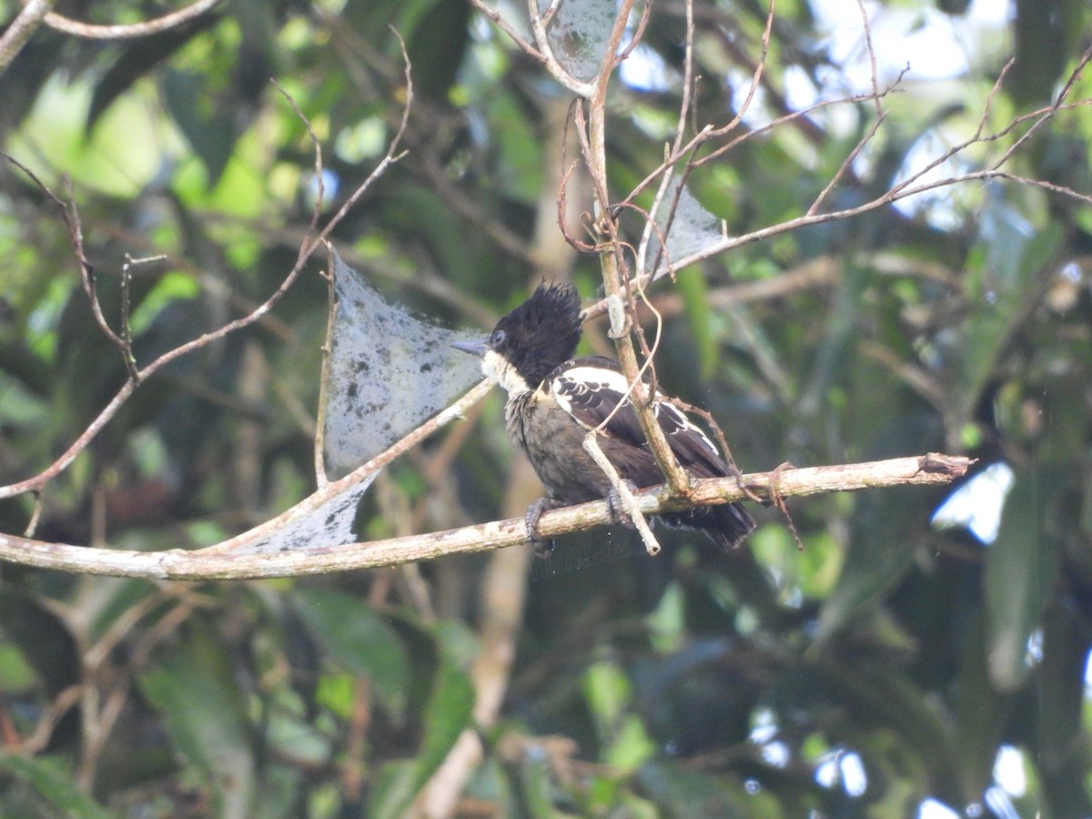 Heart-spotted Woodpecker - ML334207501