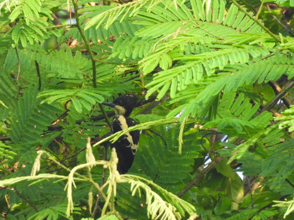Heart-spotted Woodpecker - ML334207511