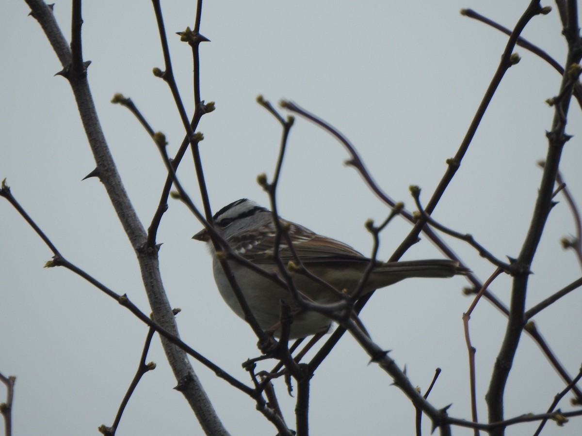 White-crowned Sparrow - ML334207861