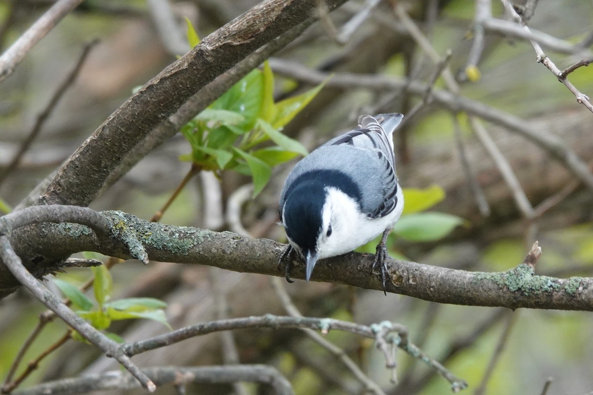 White-breasted Nuthatch - ML334208831