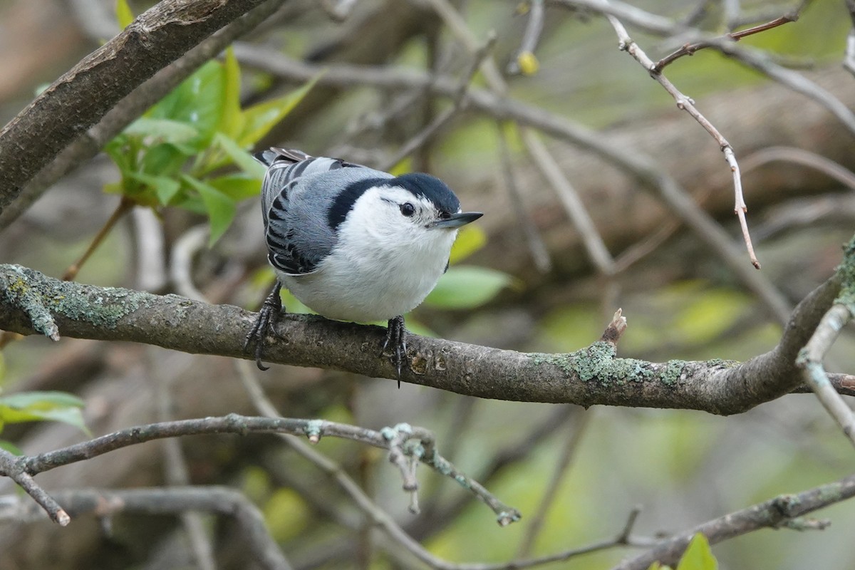 White-breasted Nuthatch - ML334208841