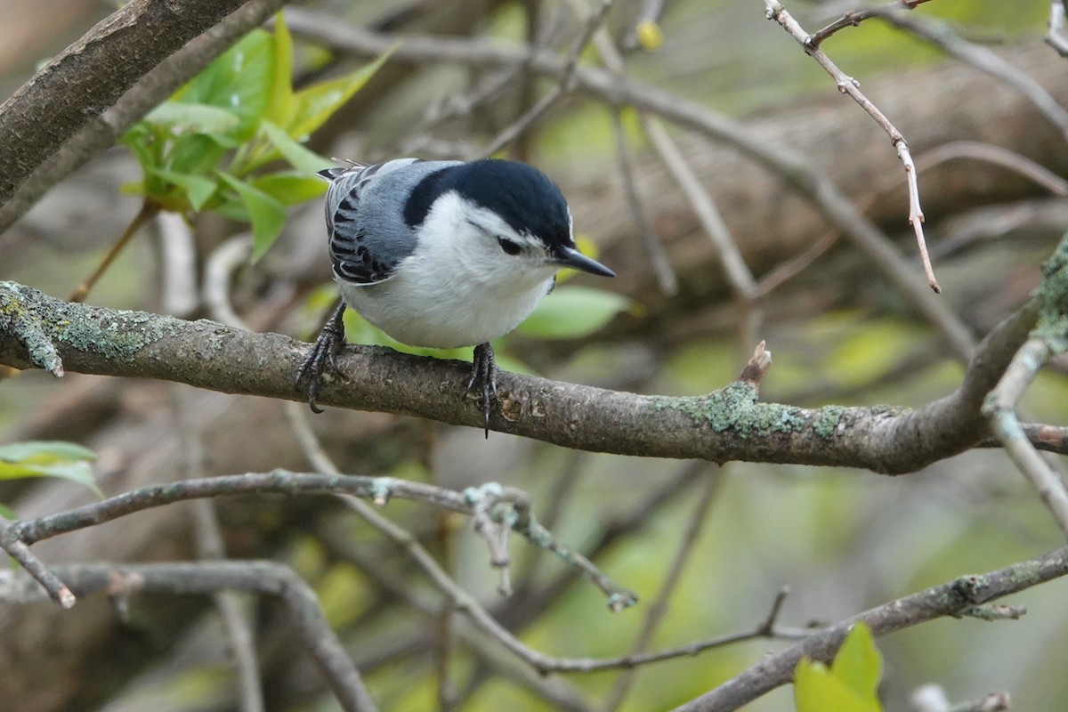 White-breasted Nuthatch - ML334208851