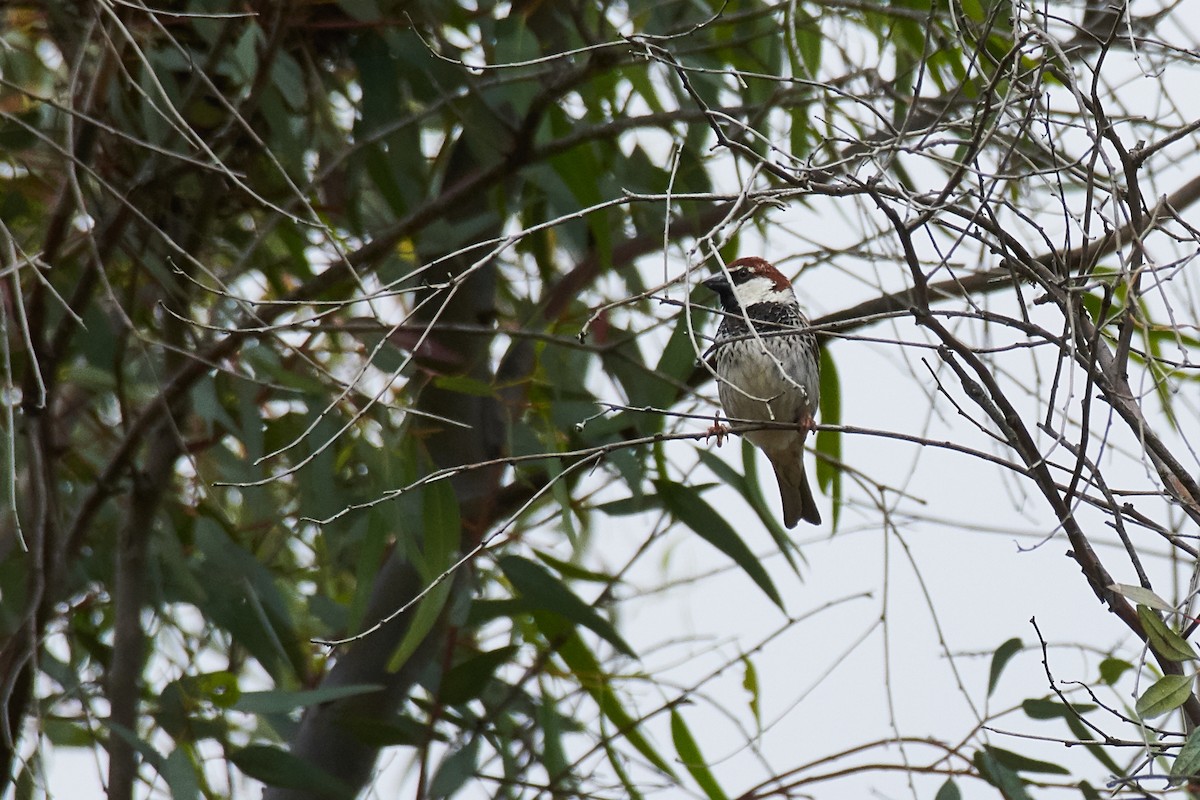 Spanish Sparrow - ML334209161