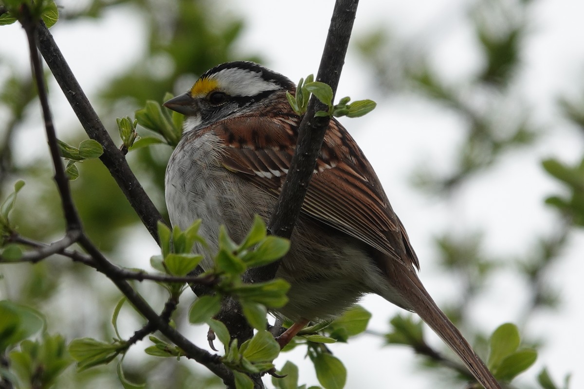 White-throated Sparrow - ML334209201