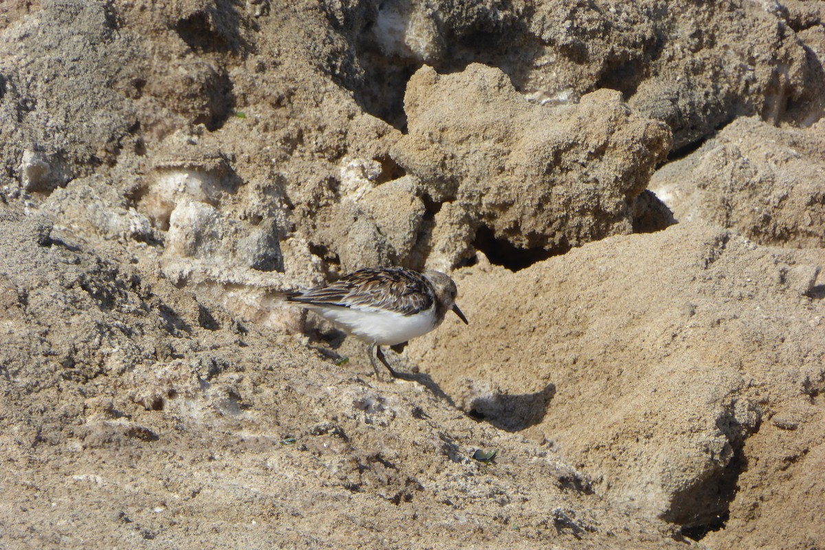 Sanderling - ML33420921