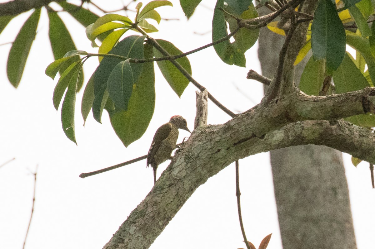 Green-backed Woodpecker - ML334209341