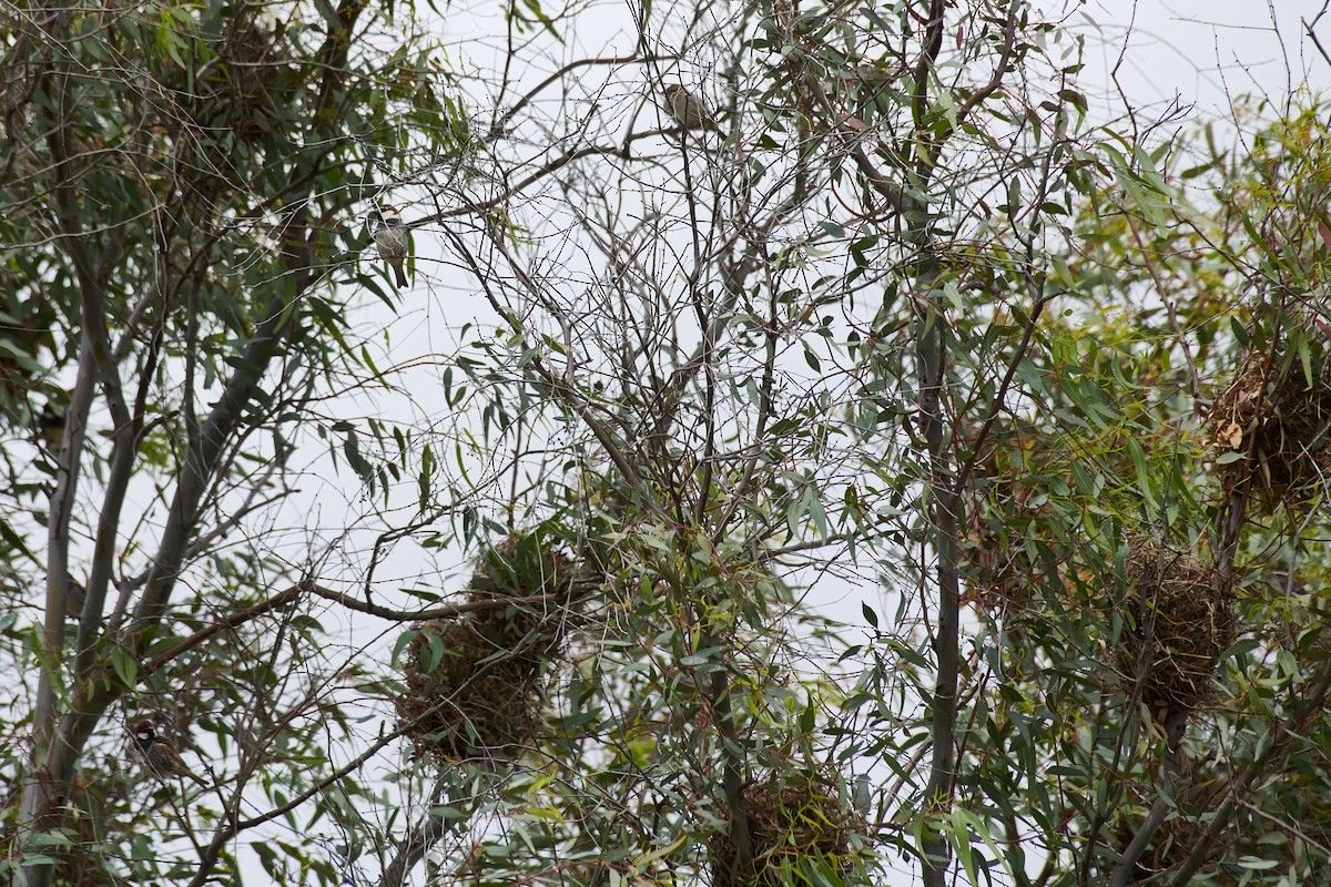 Spanish Sparrow - ML334209461