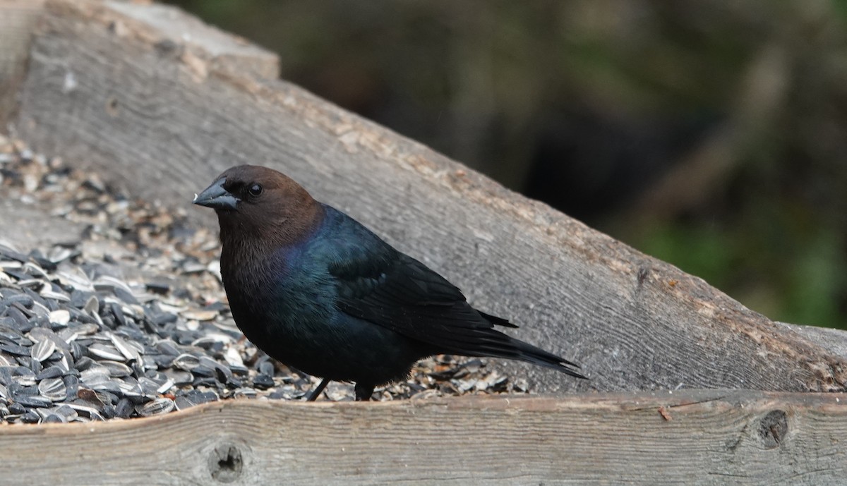 Brown-headed Cowbird - ML334209571