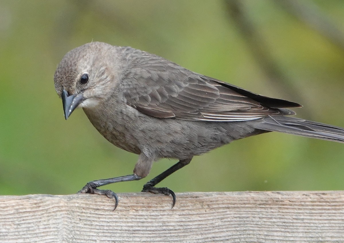 Brown-headed Cowbird - ML334209581