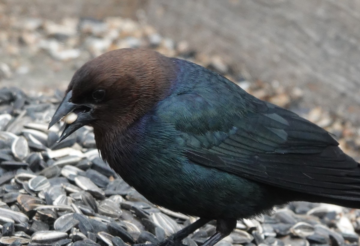 Brown-headed Cowbird - Maureen Mark