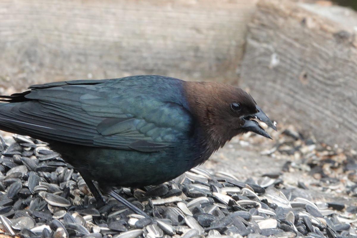 Brown-headed Cowbird - Maureen Mark