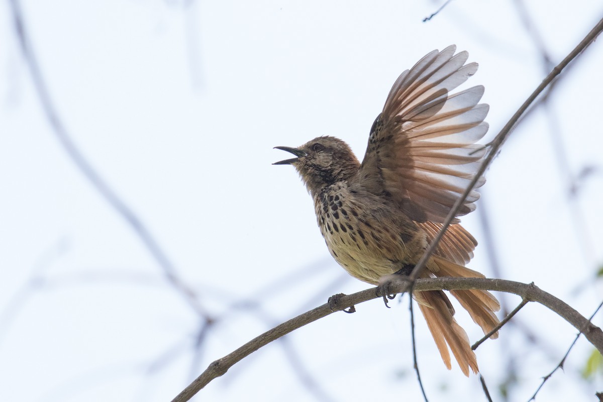 Spotted Morning-Thrush - ML334209981