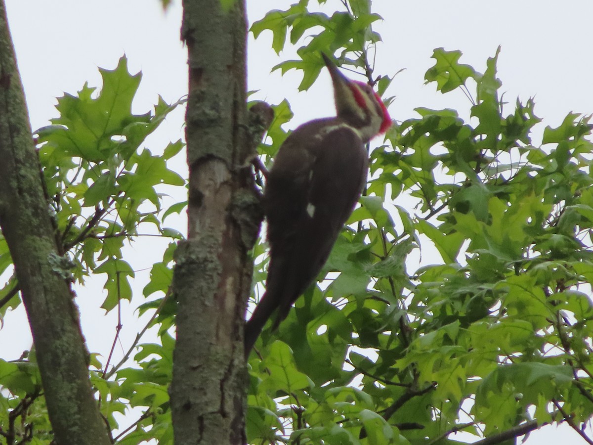 Pileated Woodpecker - ML334211401