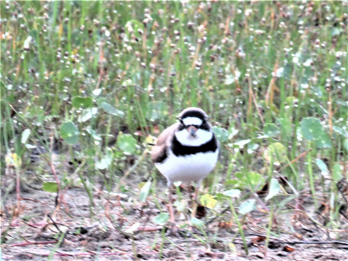 Semipalmated Plover - ML334212861