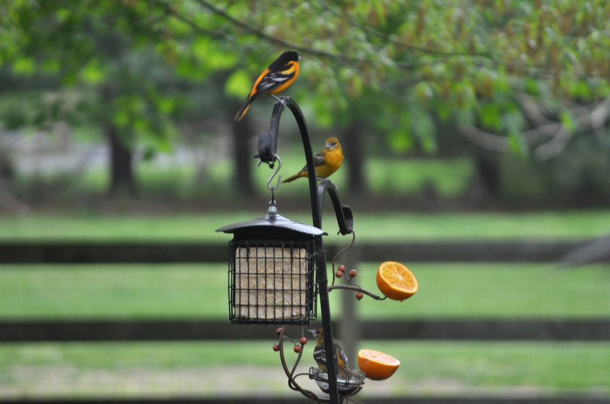 Baltimore Oriole - ML334212941