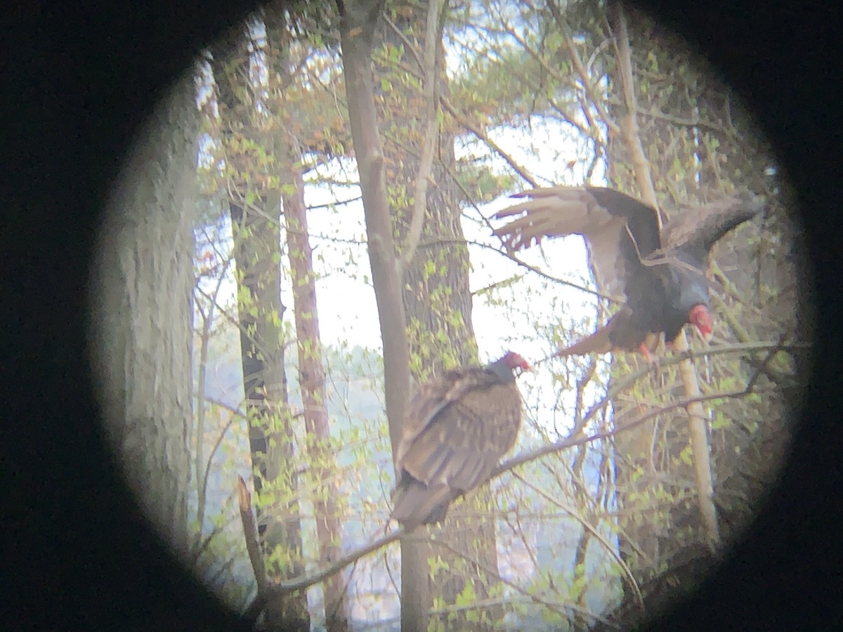 Turkey Vulture - Chris Krol